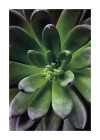 Succulent Single